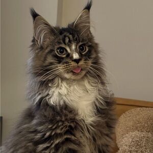 Meet your Posher, Mercury